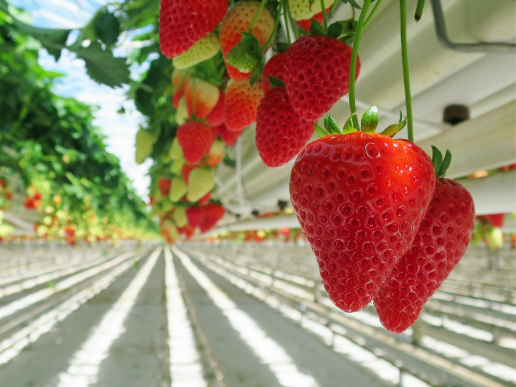 Polytunnel farming