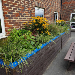 One of our planters in bloom