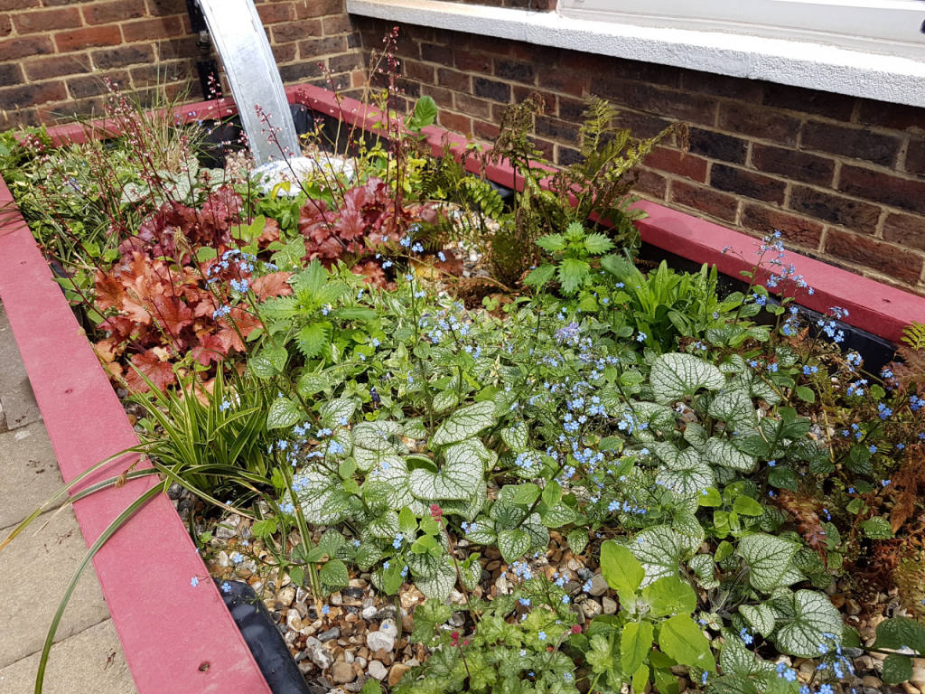 A bee-friendly rain garden planter