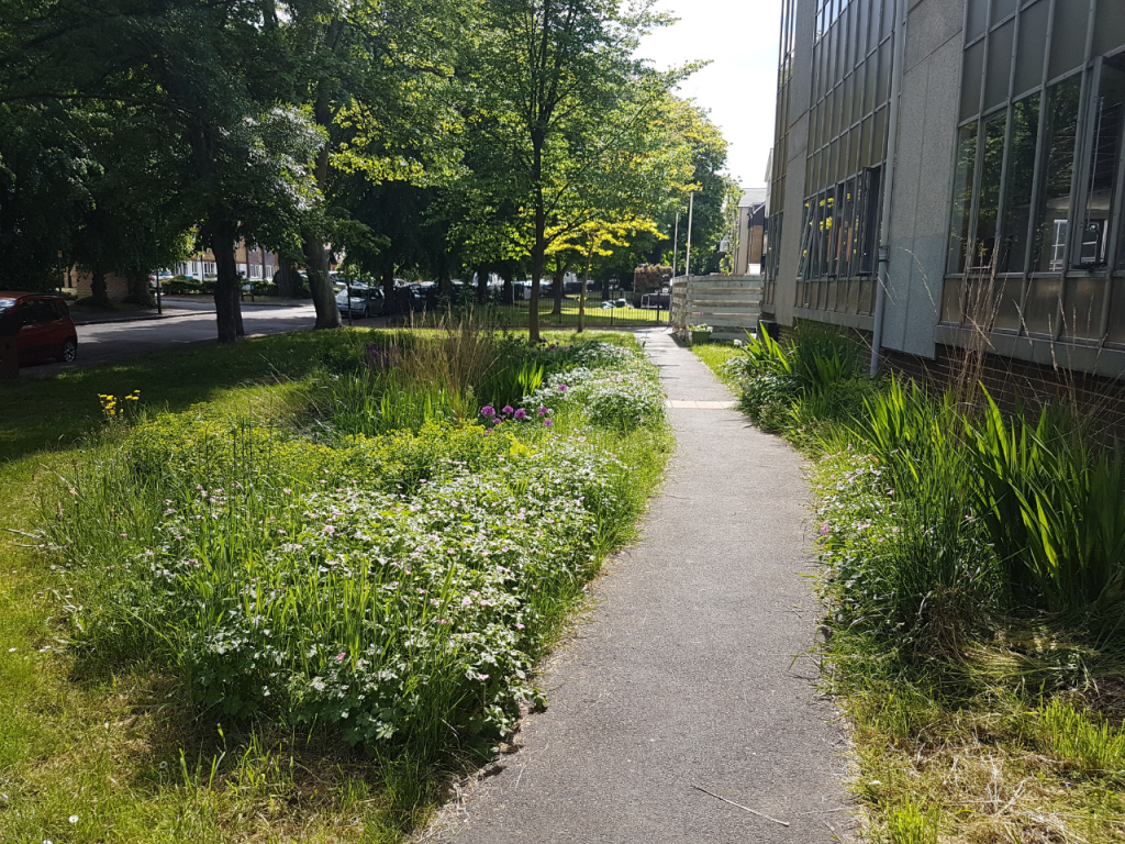 A rain garden