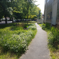 A rain garden