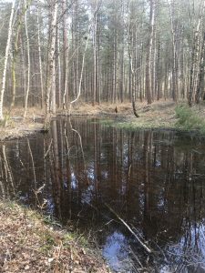 NFM in action - holding water back in the landscape