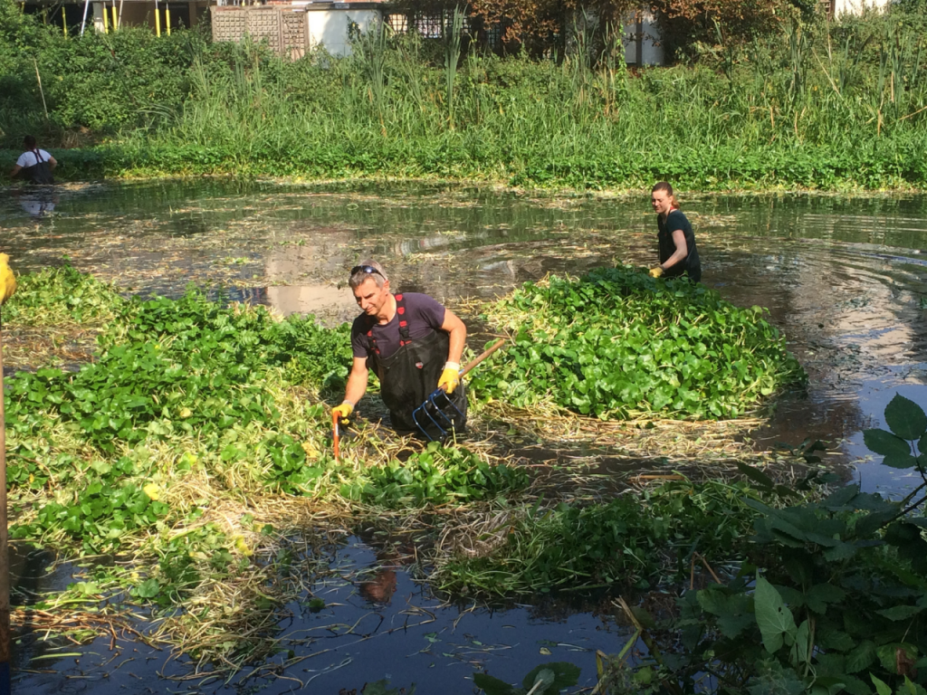 Volunteer removing floating pennywort - an invasive non-native species