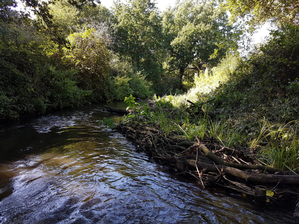 Wimbledon Common after restoration