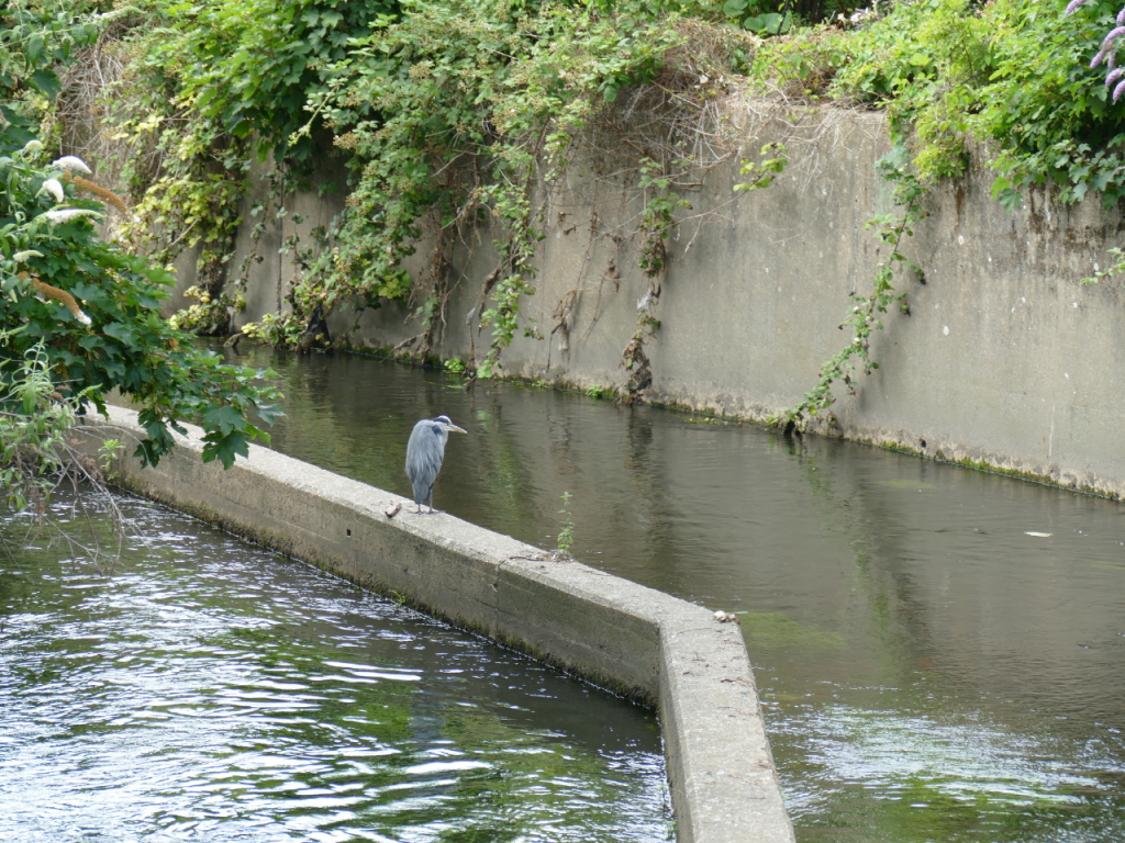 A heron on the River Wandle