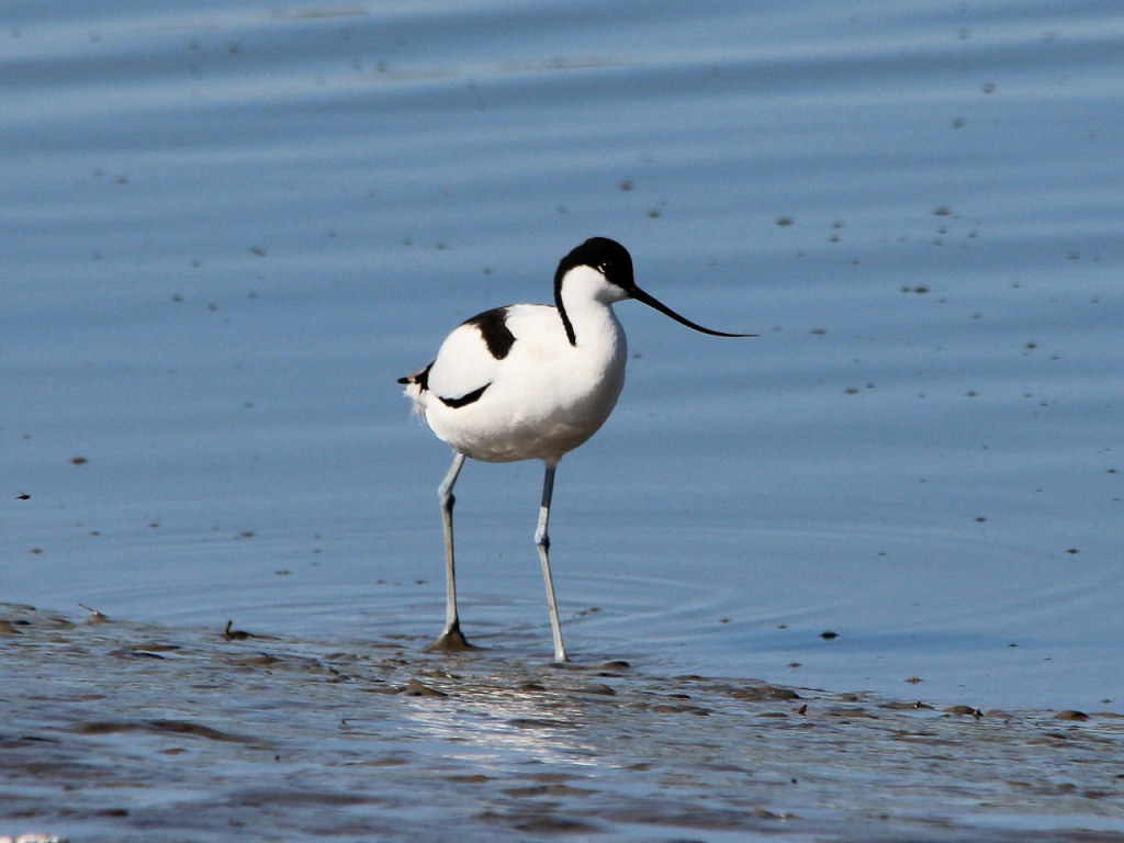 Avocet - example of wading bird