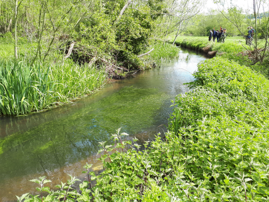 The Darent Chalk Stream