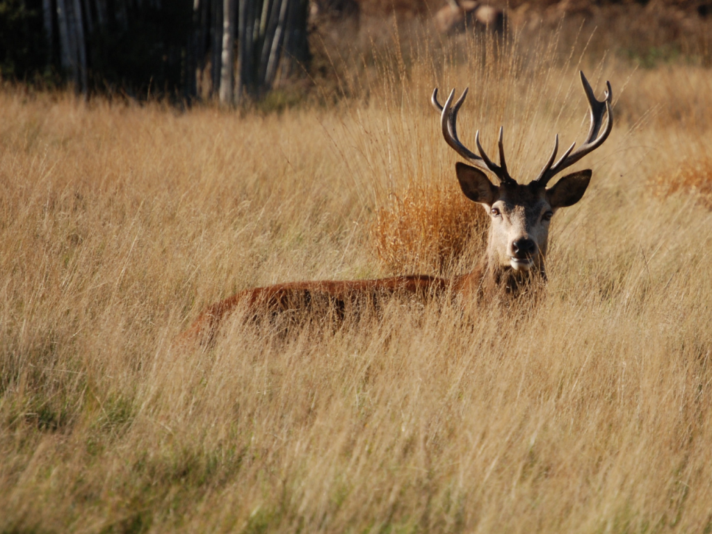 Richmond Park Deer