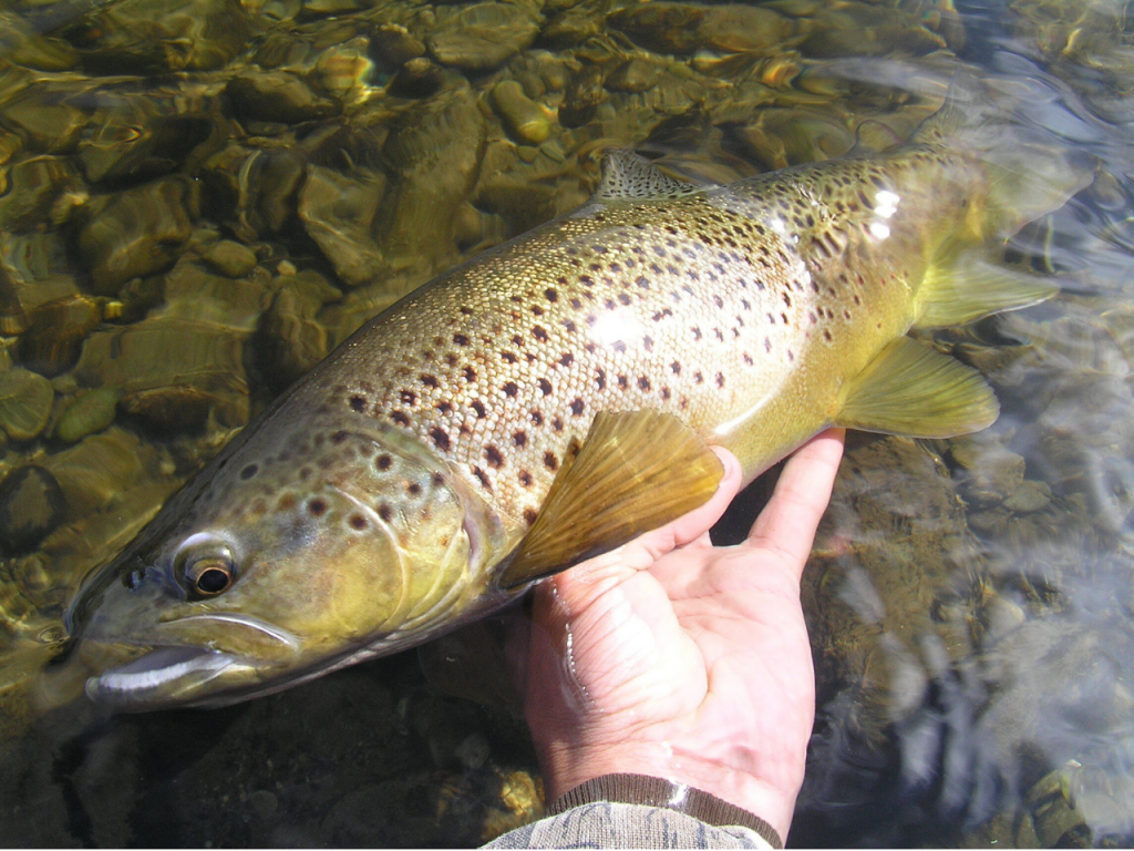 Brown trout