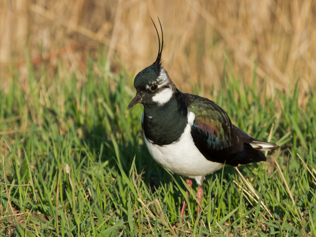 Lapwing