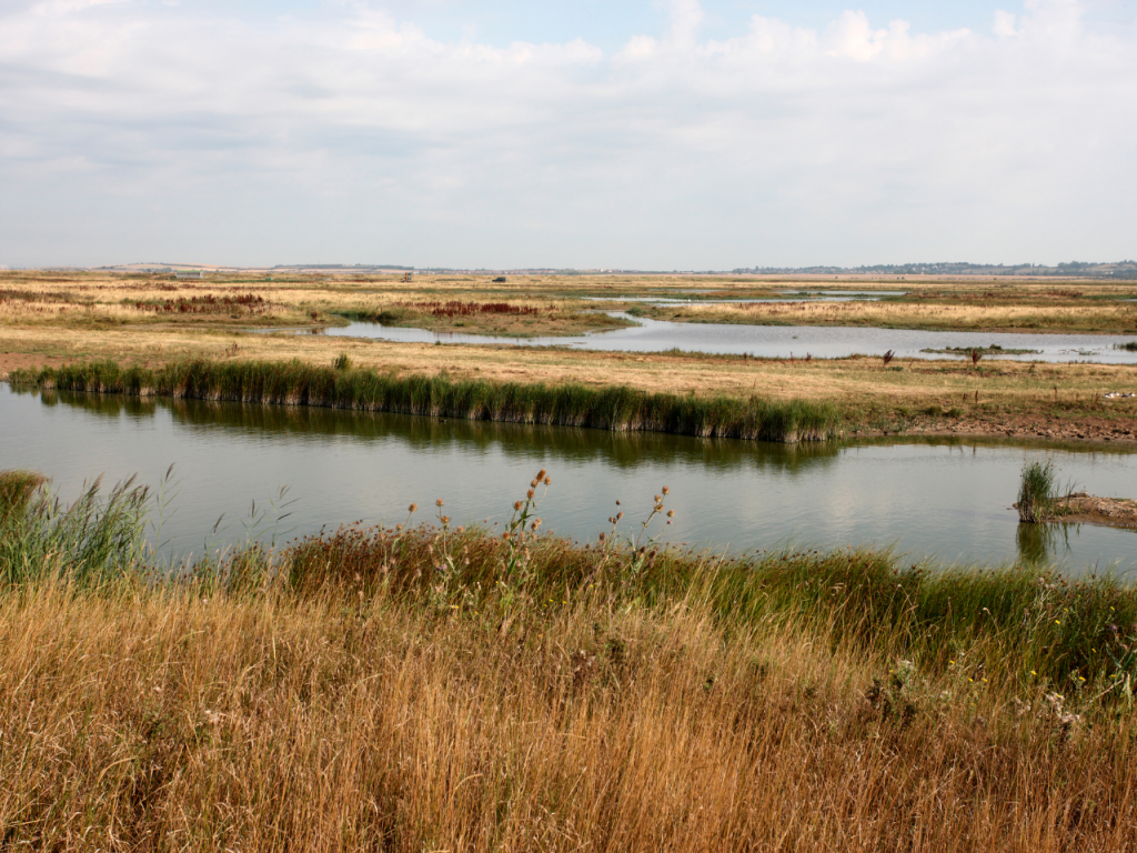 Elmley Nature Reserve