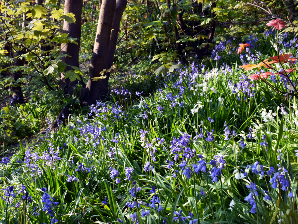 Ancient Woodland on the Cuckmere