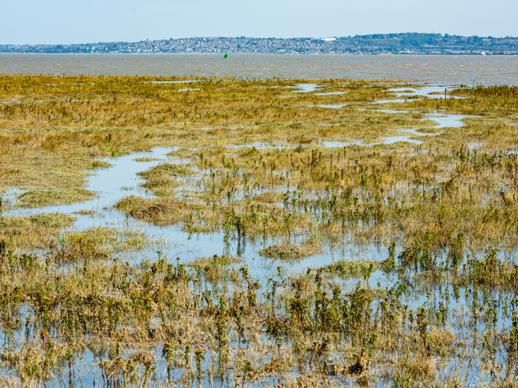 North Kent Marshes