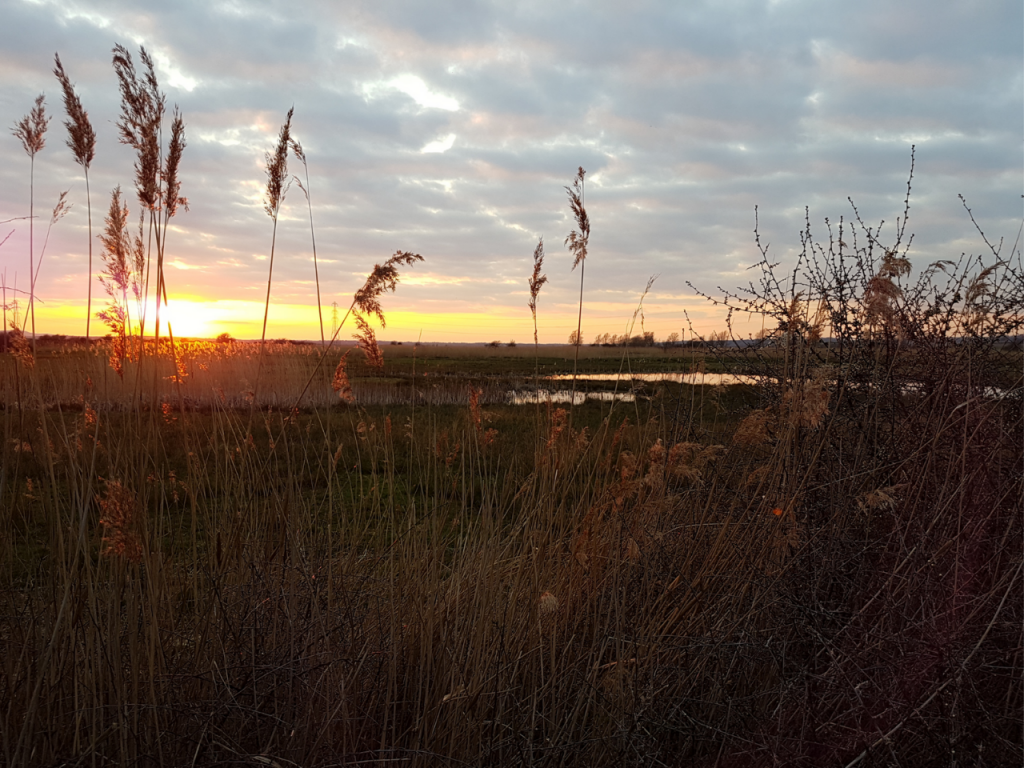 Pevensey Levels