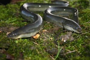 European eel