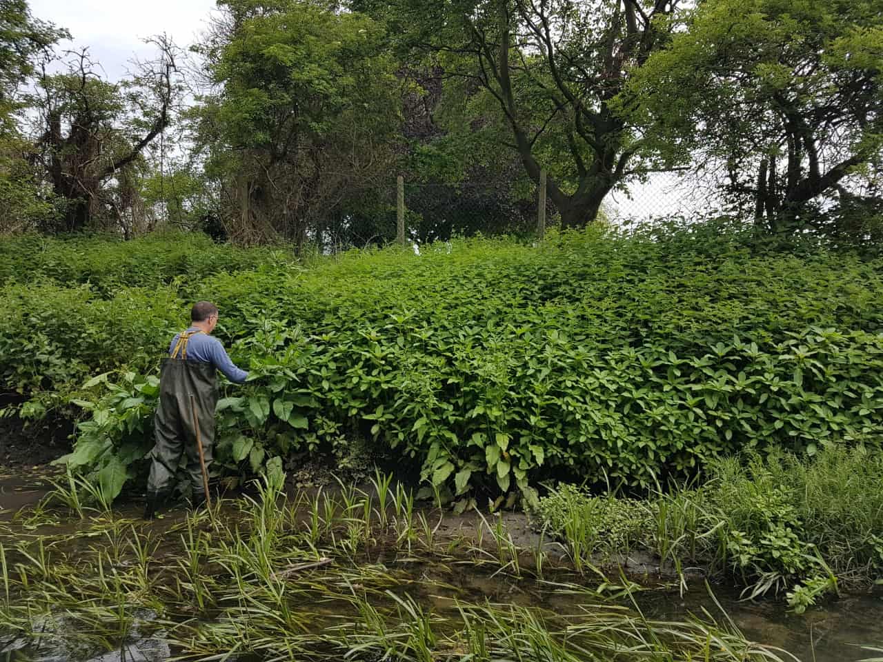 A volunteer cutting back balsam