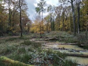 Streetend Wood 