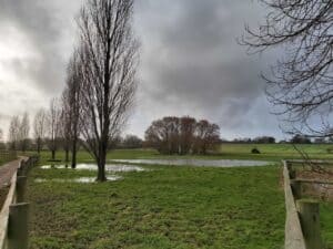 Wetlands and scrapes