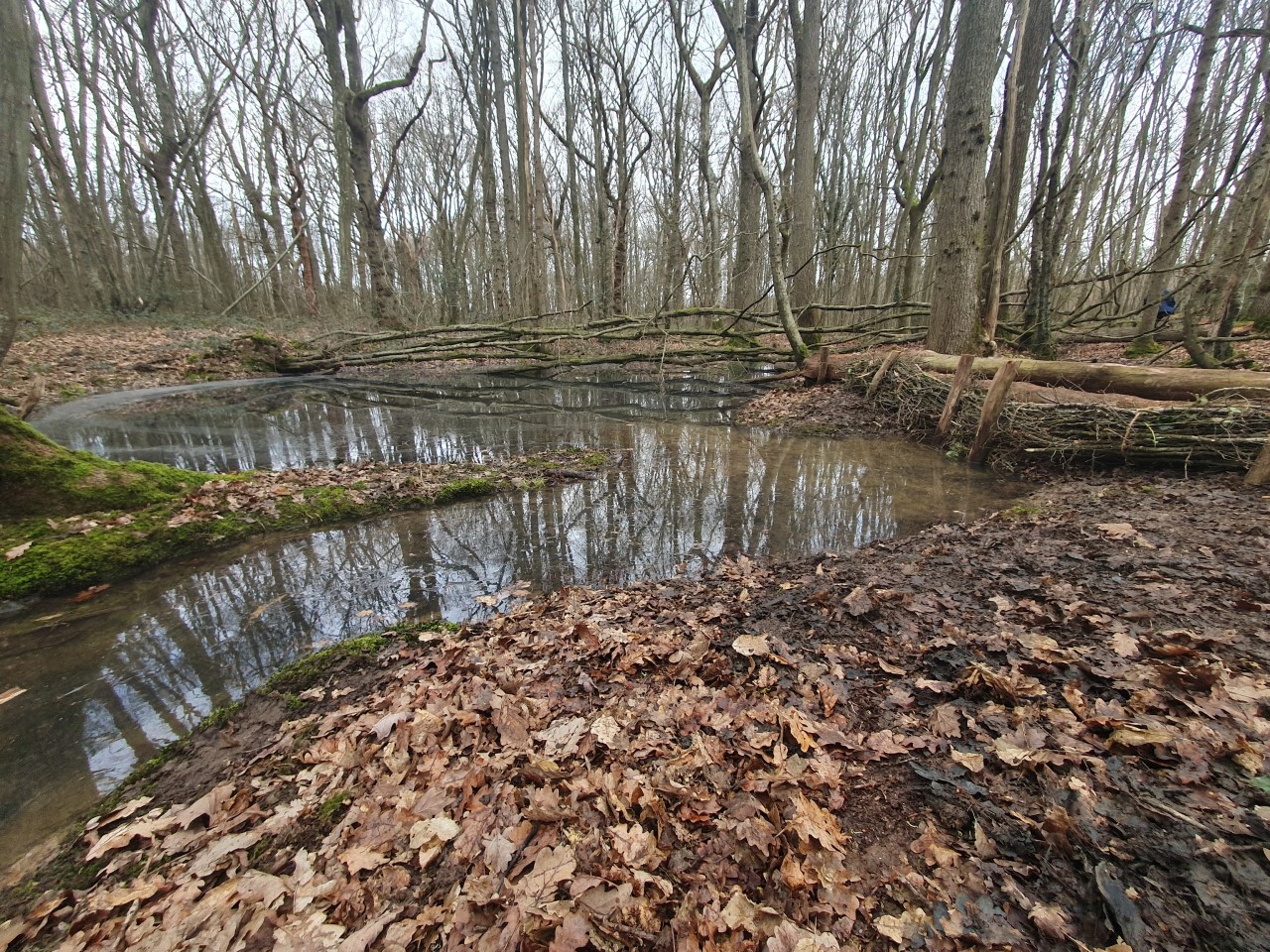 Leaky Woody Dams (right)