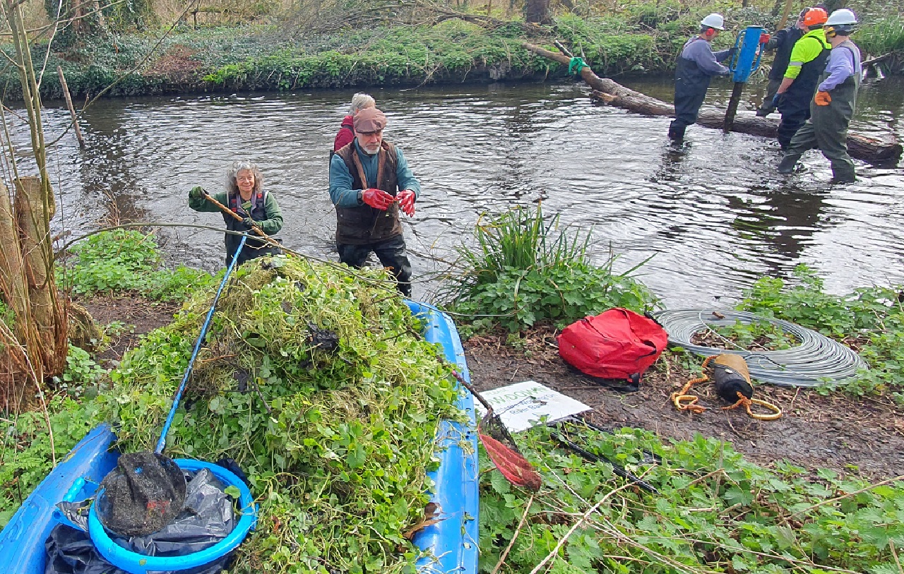 Removing pennywort