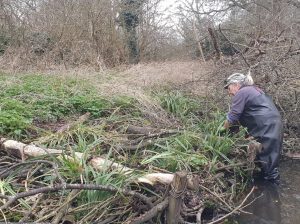 Adding plants to a berm