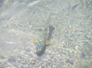 A proportion of brown trout will migrate to sea and return as sea trout