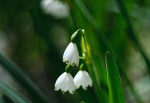 The Loddon Lily