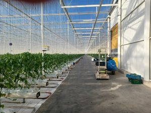 Inside Thanet Earth Glasshouse