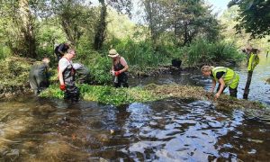 Removing floating pennywort at Morden Hall Park in September 2023