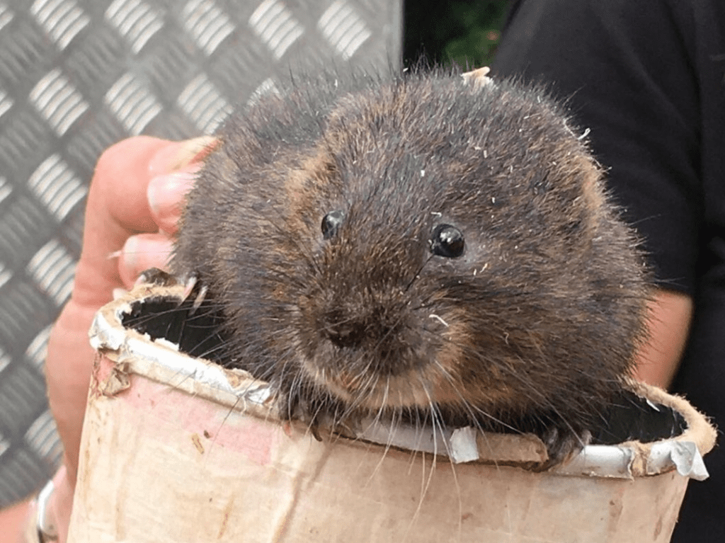 Water vole