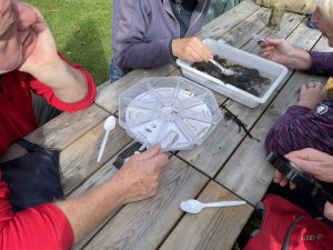 A riverfly sample from the upper Loddon