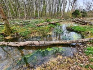 Nature based solutions in the landscape