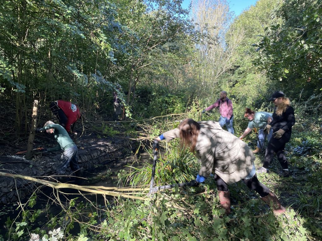 Petty's Brook cutting back trees to bring light to the river