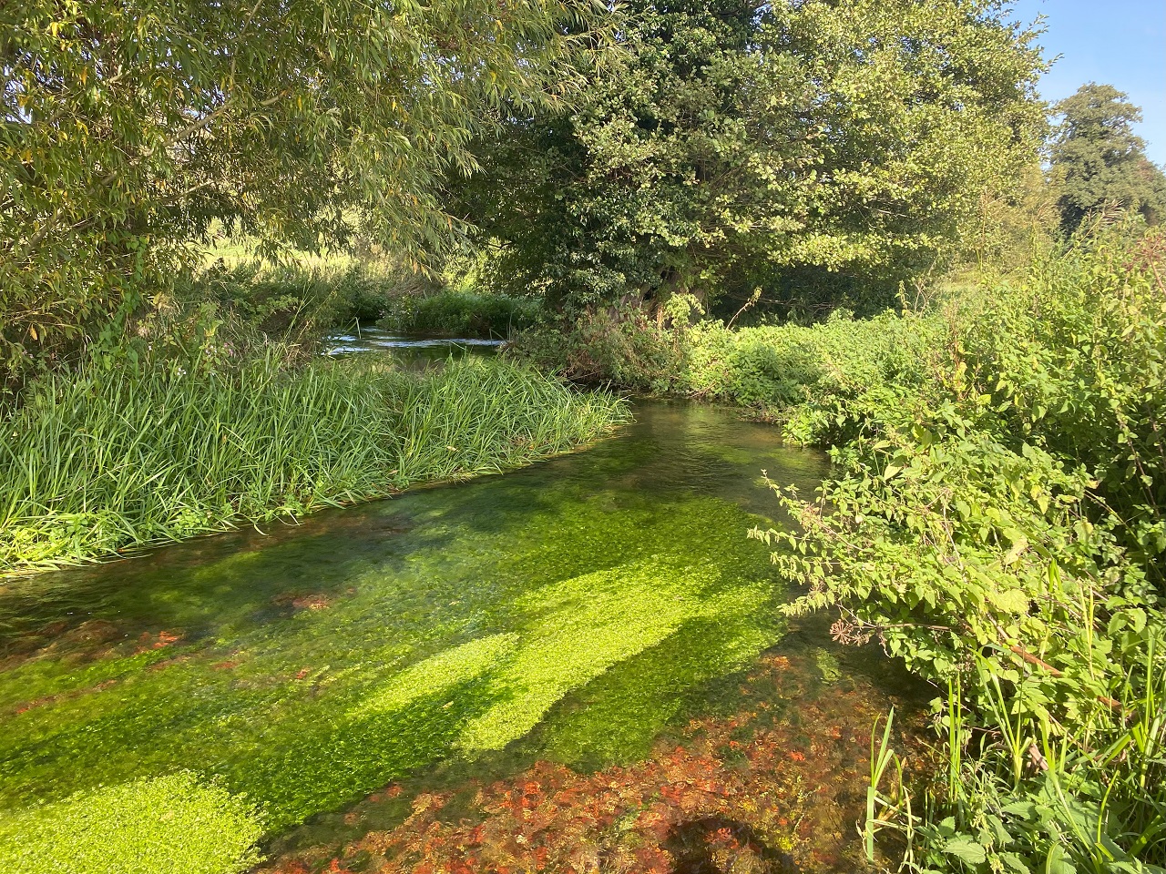 A chalk stream on the River Darent