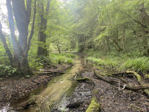 Restoring rivers is essential for wildlife