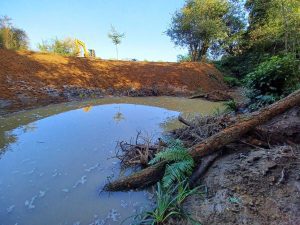 We have begun to plant the backwater's edge with ferns