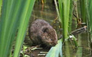 Water Vole