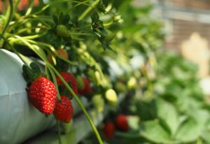 Strawberries growing through irrigated watering