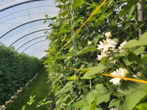 Raspberries in flower