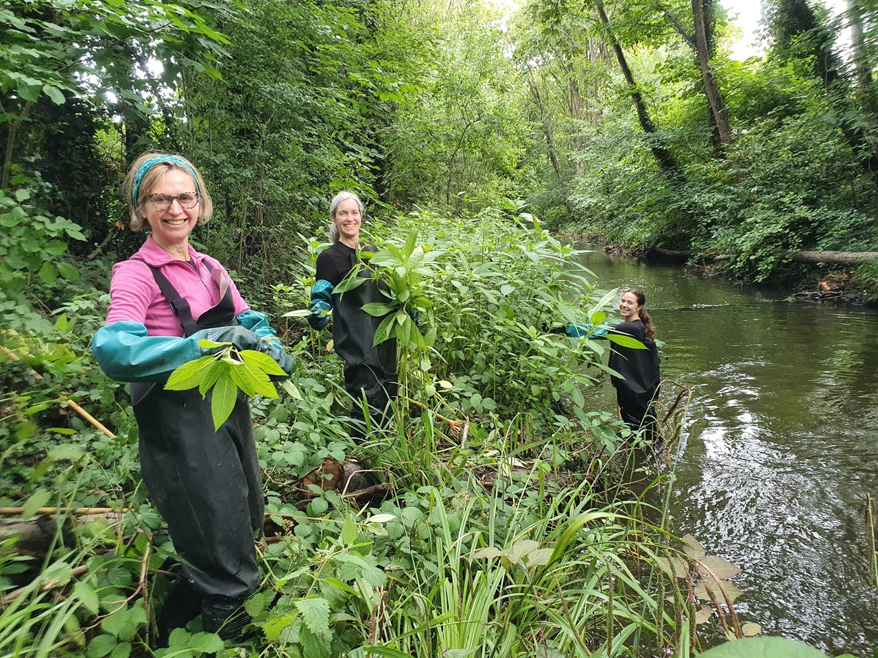 Church Meadows Balsam Bash – River Mole