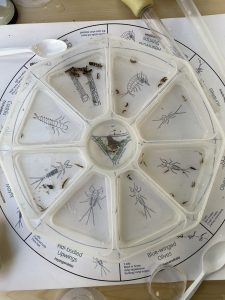 A riverfly monitoring tray