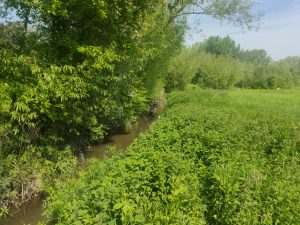 Maidenhead Ditch