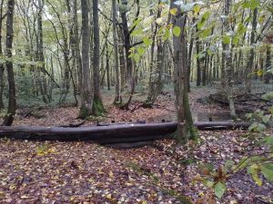 Leaky wooden dams are a nature-based solution used by SERT on the River Beult among other places