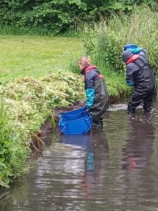 Removing pennywort