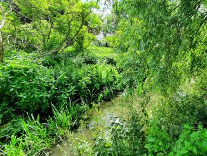 Elmbridge Meadows