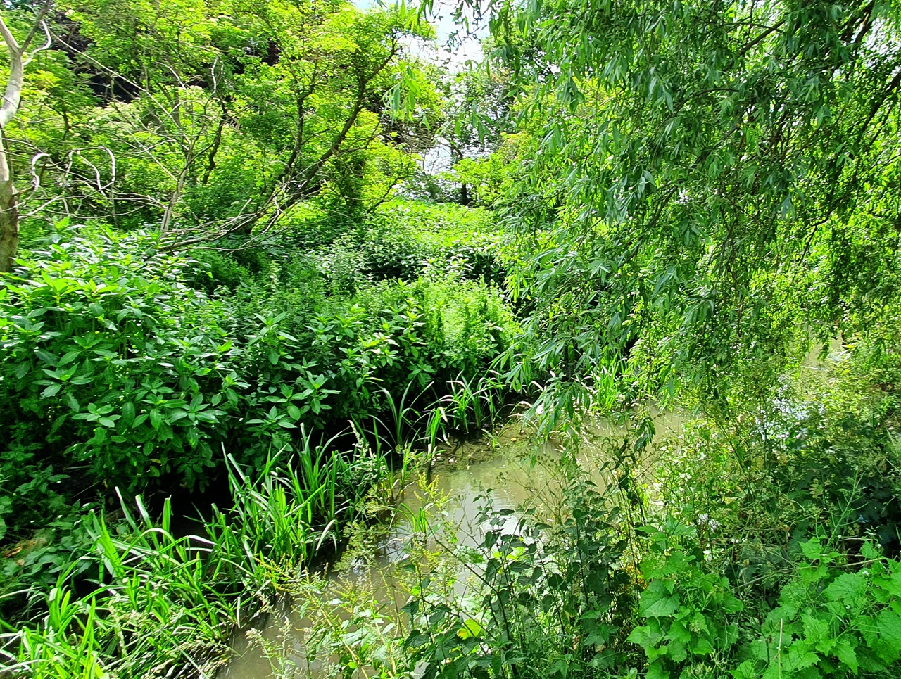 Family fun in Elmbridge during London Rivers Week  