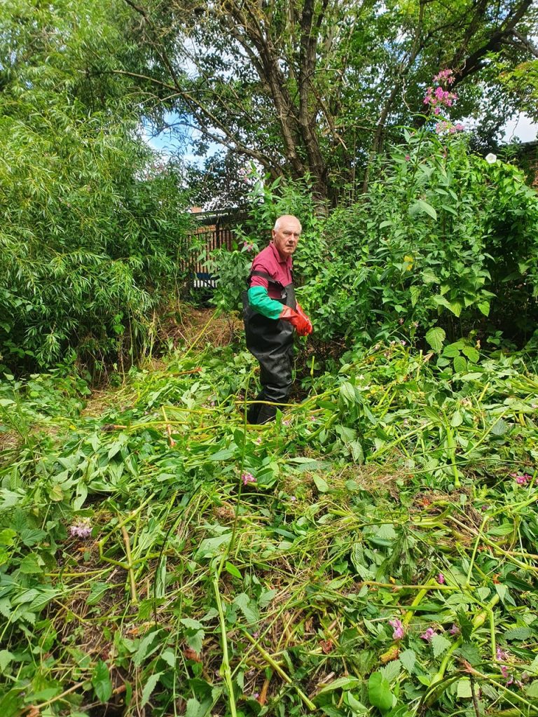 A volunteer tackles Himalayan Balsam