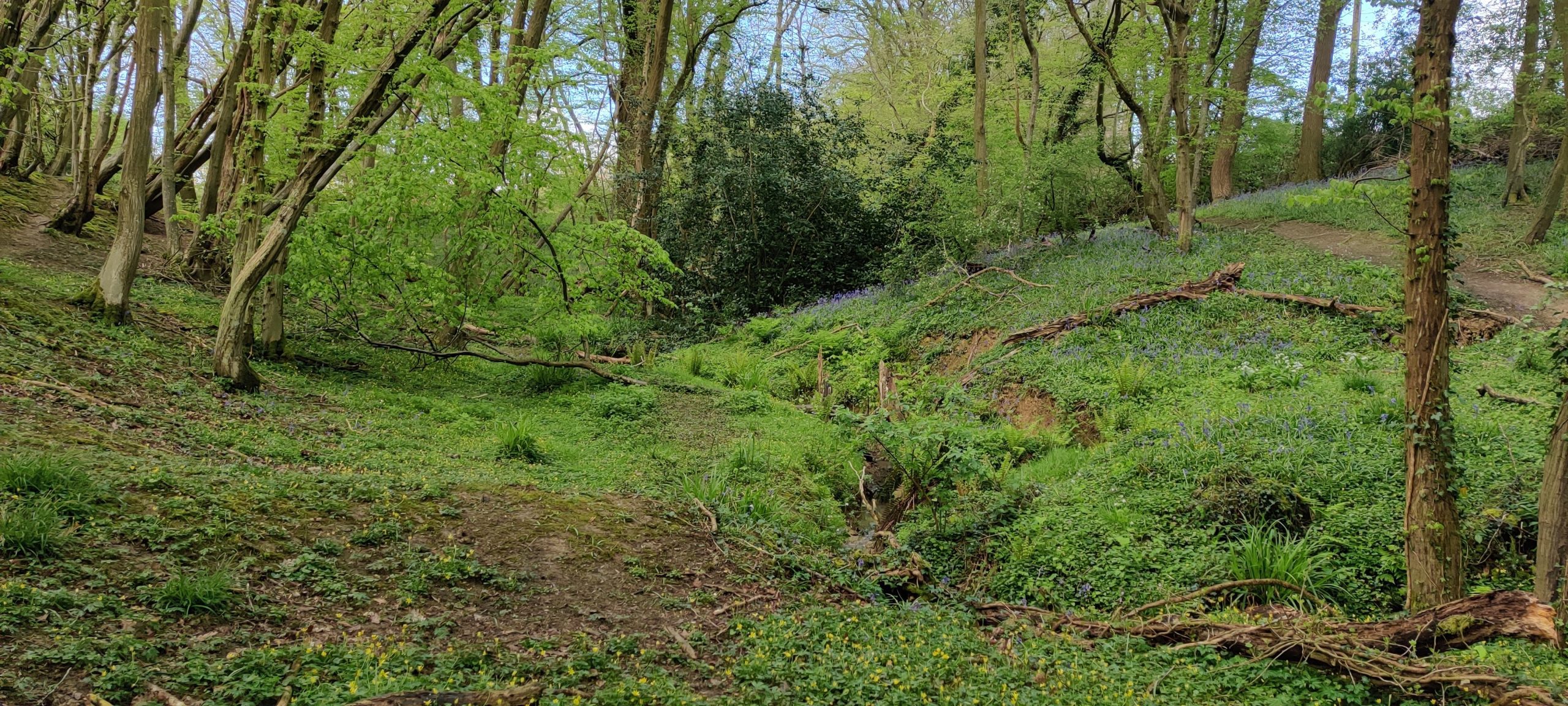 Upper River Mole to benefit from £100k Natural Flood Management Investment