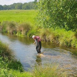 Individuals engaged in riverfly monitoring along a tranquil stream, surrounded by a vibrant field of grass and wildflowers.